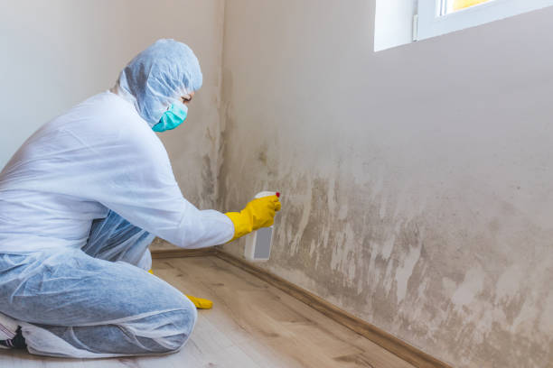 Licensed Black Mold Removal service in Bear Creek, FL - WQB Mold Removal